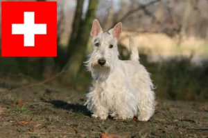 Mehr über den Artikel erfahren Scottish Terrier Züchter und Welpen in der Schweiz