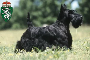 Mehr über den Artikel erfahren Scottish Terrier Züchter und Welpen in der Steiermark