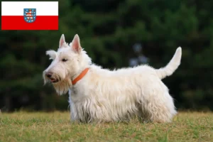 Mehr über den Artikel erfahren Scottish Terrier Züchter und Welpen in Thüringen