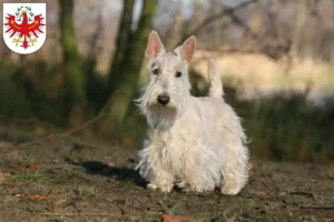 Read more about the article Scottish Terrier Züchter und Welpen in Tirol
