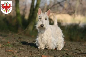 Mehr über den Artikel erfahren Scottish Terrier Züchter und Welpen in Tirol