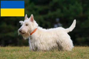 Mehr über den Artikel erfahren Scottish Terrier Züchter und Welpen in der Ukraine