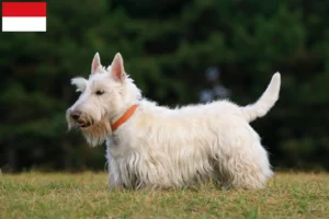Mehr über den Artikel erfahren Scottish Terrier Züchter und Welpen in Wien