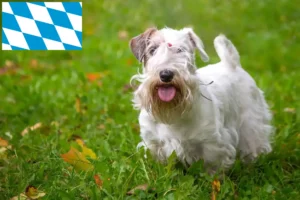 Mehr über den Artikel erfahren Sealyham Terrier Züchter und Welpen in Bayern