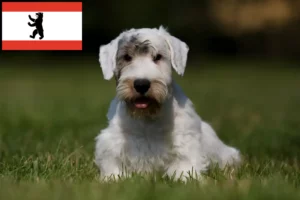 Mehr über den Artikel erfahren Sealyham Terrier Züchter und Welpen in Berlin