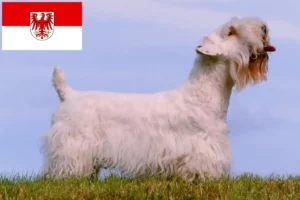 Mehr über den Artikel erfahren Sealyham Terrier Züchter und Welpen in Brandenburg