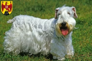 Mehr über den Artikel erfahren Sealyham Terrier Züchter und Welpen im Burgenland