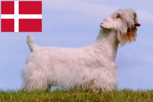 Mehr über den Artikel erfahren Sealyham Terrier Züchter und Welpen in Dänemark