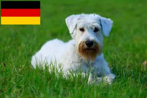 Mehr über den Artikel erfahren Sealyham Terrier Züchter und Welpen in Deutschland