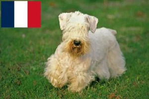 Mehr über den Artikel erfahren Sealyham Terrier Züchter und Welpen in Frankreich