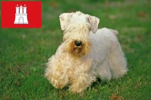 Mehr über den Artikel erfahren Sealyham Terrier Züchter und Welpen in Hamburg