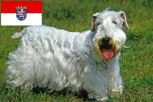 Mehr über den Artikel erfahren Sealyham Terrier Züchter und Welpen in Hessen