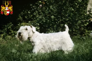 Mehr über den Artikel erfahren Sealyham Terrier Züchter und Welpen in Kärnten