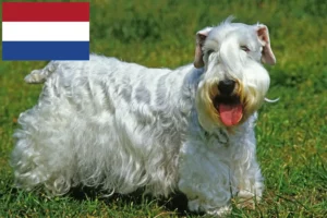 Mehr über den Artikel erfahren Sealyham Terrier Züchter und Welpen in den Niederlanden