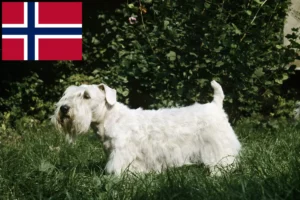 Mehr über den Artikel erfahren Sealyham Terrier Züchter und Welpen in Norwegen