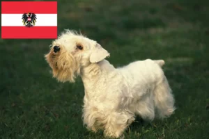 Mehr über den Artikel erfahren Sealyham Terrier Züchter und Welpen in Österreich