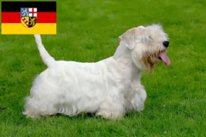 Mehr über den Artikel erfahren Sealyham Terrier Züchter und Welpen im Saarland