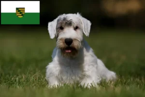 Mehr über den Artikel erfahren Sealyham Terrier Züchter und Welpen in Sachsen