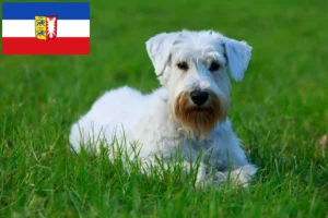 Mehr über den Artikel erfahren Sealyham Terrier Züchter und Welpen in Schleswig-Holstein