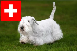 Mehr über den Artikel erfahren Sealyham Terrier Züchter und Welpen in der Schweiz