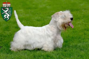 Mehr über den Artikel erfahren Sealyham Terrier Züchter und Welpen in der Steiermark