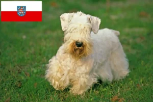 Mehr über den Artikel erfahren Sealyham Terrier Züchter und Welpen in Thüringen