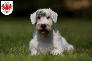 Mehr über den Artikel erfahren Sealyham Terrier Züchter und Welpen in Tirol