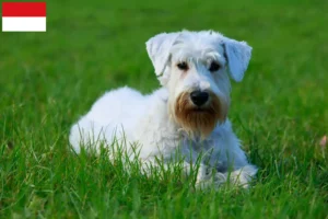 Mehr über den Artikel erfahren Sealyham Terrier Züchter und Welpen in Wien