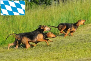 Mehr über den Artikel erfahren Segugio Italiano Züchter und Welpen in Bayern