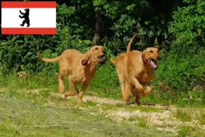 Mehr über den Artikel erfahren Segugio Italiano Züchter und Welpen in Berlin