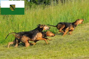 Mehr über den Artikel erfahren Segugio Italiano Züchter und Welpen in Sachsen