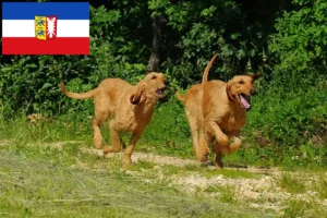 Mehr über den Artikel erfahren Segugio Italiano Züchter und Welpen in Schleswig-Holstein