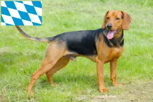 Mehr über den Artikel erfahren Serbischer Laufhund Züchter und Welpen in Bayern