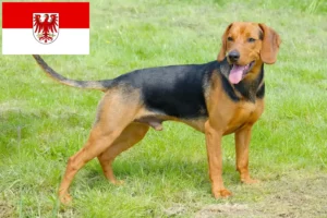 Mehr über den Artikel erfahren Serbischer Laufhund Züchter und Welpen in Brandenburg