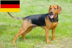 Mehr über den Artikel erfahren Serbischer Laufhund Züchter und Welpen in Deutschland