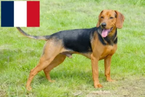 Mehr über den Artikel erfahren Serbischer Laufhund Züchter und Welpen in Frankreich