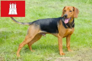 Mehr über den Artikel erfahren Serbischer Laufhund Züchter und Welpen in Hamburg