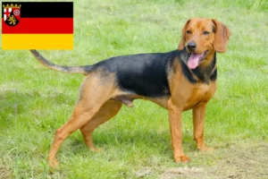 Mehr über den Artikel erfahren Serbischer Laufhund Züchter und Welpen in Rheinland-Pfalz