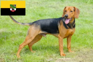 Mehr über den Artikel erfahren Serbischer Laufhund Züchter und Welpen in Sachsen-Anhalt