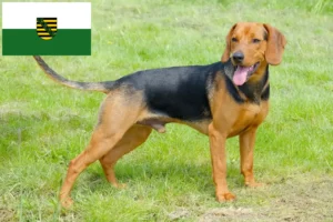 Mehr über den Artikel erfahren Serbischer Laufhund Züchter und Welpen in Sachsen