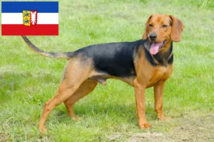 Mehr über den Artikel erfahren Serbischer Laufhund Züchter und Welpen in Schleswig-Holstein