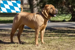 Mehr über den Artikel erfahren Shar Pei Züchter und Welpen in Bayern