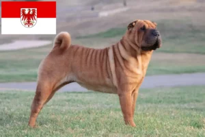 Mehr über den Artikel erfahren Shar Pei Züchter und Welpen in Brandenburg