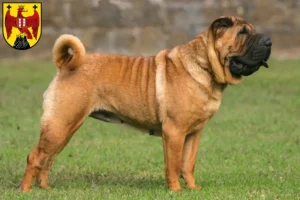 Mehr über den Artikel erfahren Shar Pei Züchter und Welpen im Burgenland