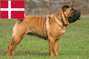 Mehr über den Artikel erfahren Shar Pei Züchter und Welpen in Dänemark