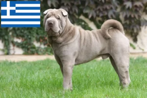 Mehr über den Artikel erfahren Shar Pei Züchter und Welpen in Griechenland