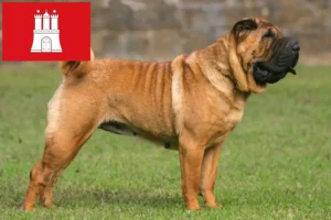 Mehr über den Artikel erfahren Shar Pei Züchter und Welpen in Hamburg