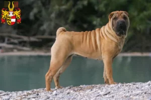 Mehr über den Artikel erfahren Shar Pei Züchter und Welpen in Kärnten