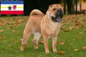 Mehr über den Artikel erfahren Shar Pei Züchter und Welpen in Mecklenburg-Vorpommern