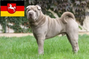 Mehr über den Artikel erfahren Shar Pei Züchter und Welpen in Niedersachsen